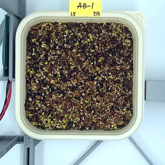 Mustard at the germination stage, from above
