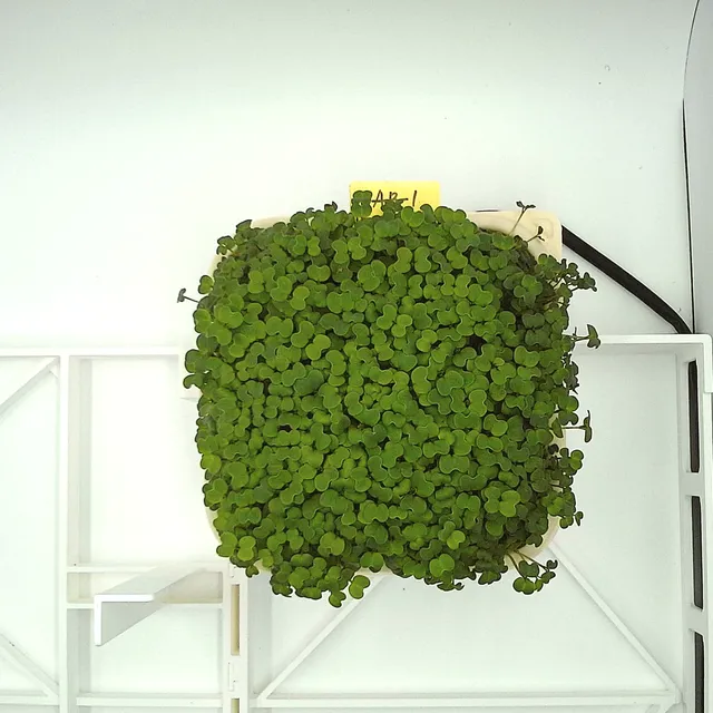 Mustard at the ready to harvest stage, from above