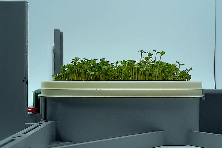 Mustard at the leaf expansion stage, from the side