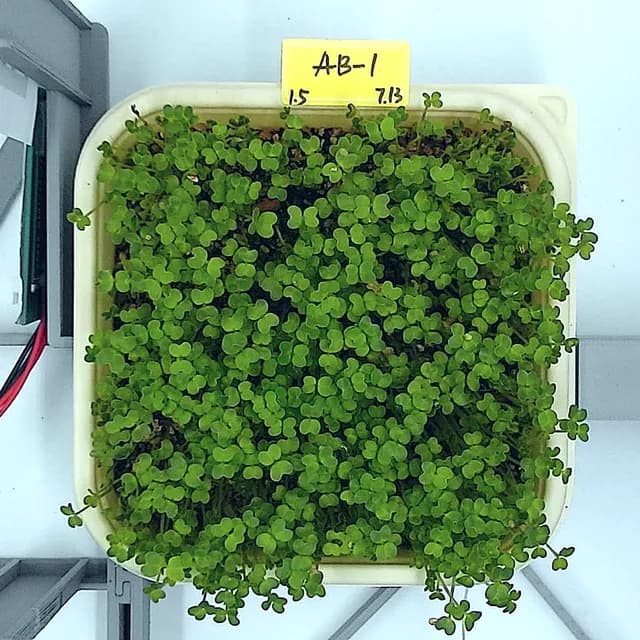 Mustard at the leaf expansion stage, from above