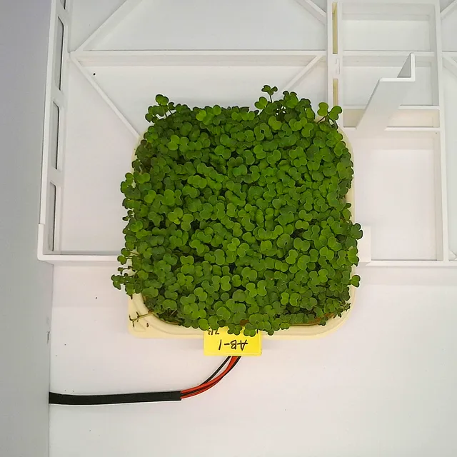 Mustard at the rapid growth stage, from above
