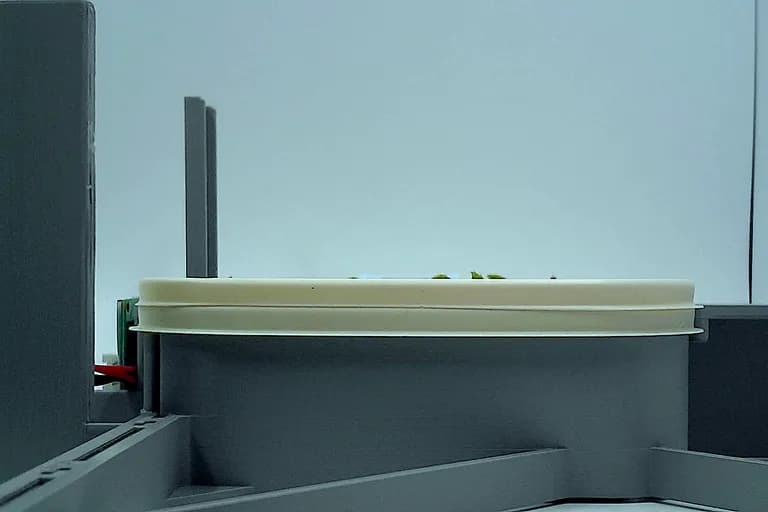 Pea Shoots at the emergence stage, from the side