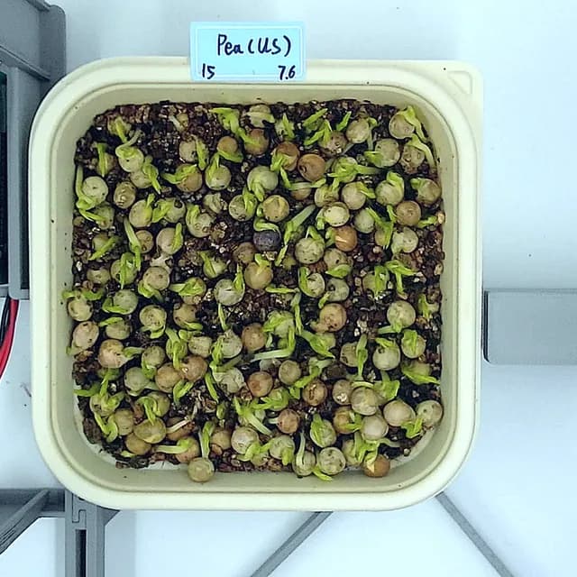 Pea Shoots at the emergence stage, from above