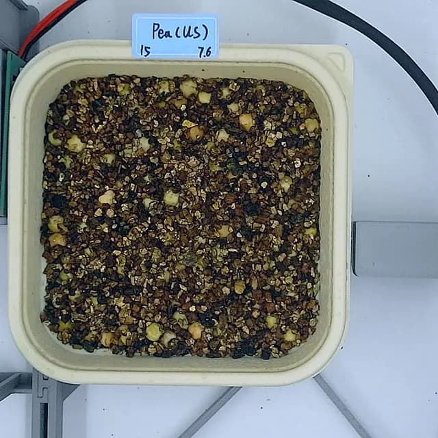 Pea Shoots at the germination stage, from above