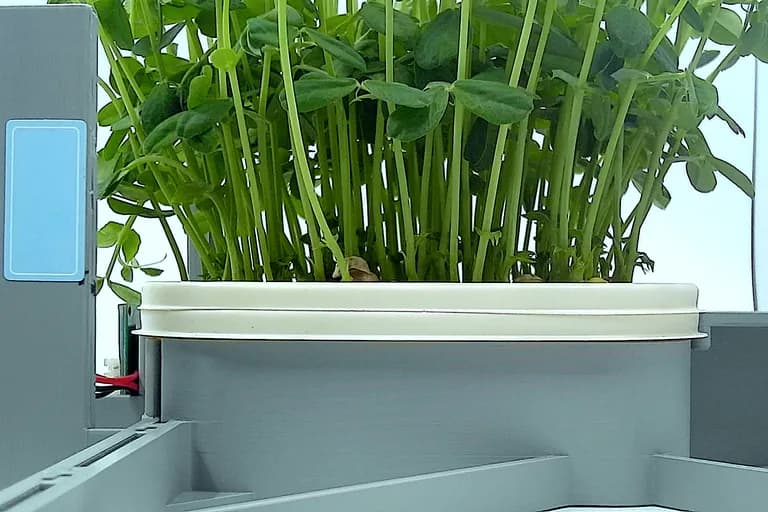 Pea Shoots at the ready to harvest stage, from the side