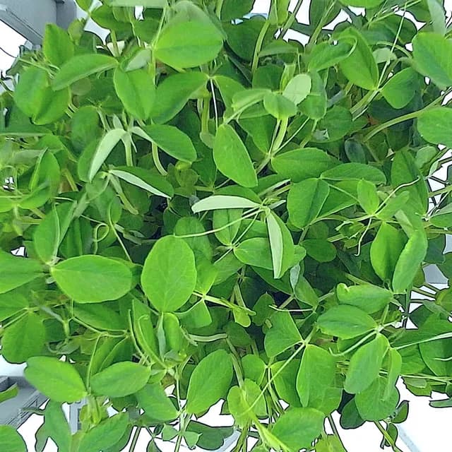 Pea Shoots at the ready to harvest stage, from above