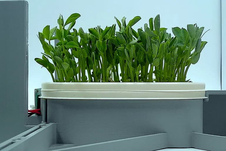 Pea Shoots at the leaf expansion stage, from the side