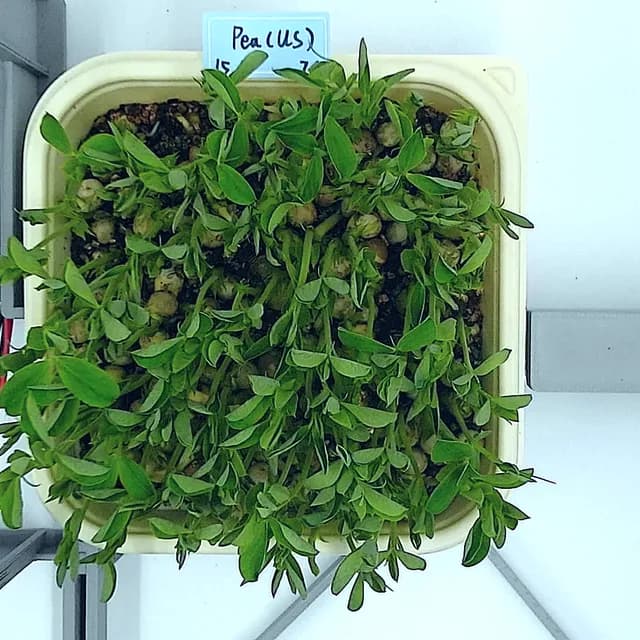 Pea Shoots at the leaf expansion stage, from above