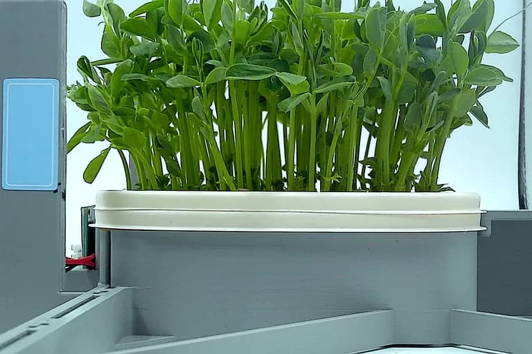 Pea Shoots at the rapid growth stage, from the side