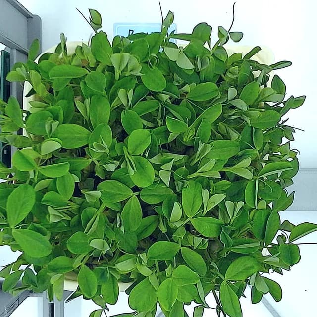 Pea Shoots at the rapid growth stage, from above