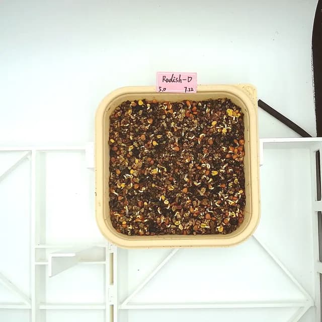 Daikon Radish at the emergence stage, from above