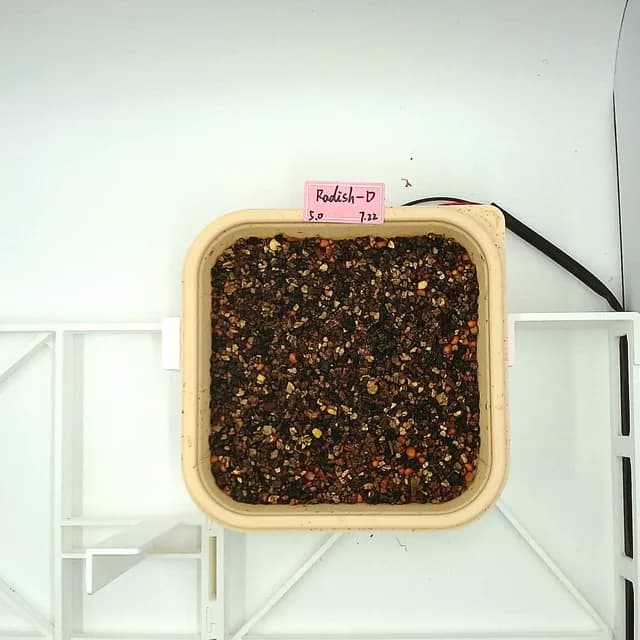 Daikon Radish at the germination stage, from above