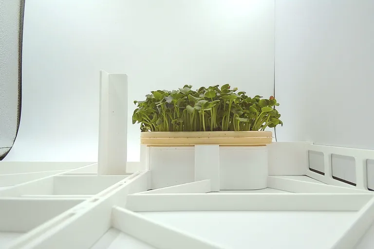 Daikon Radish at the leaf expansion stage, from the side