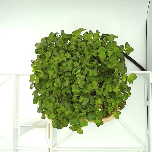 Daikon Radish at the leaf expansion stage, from above