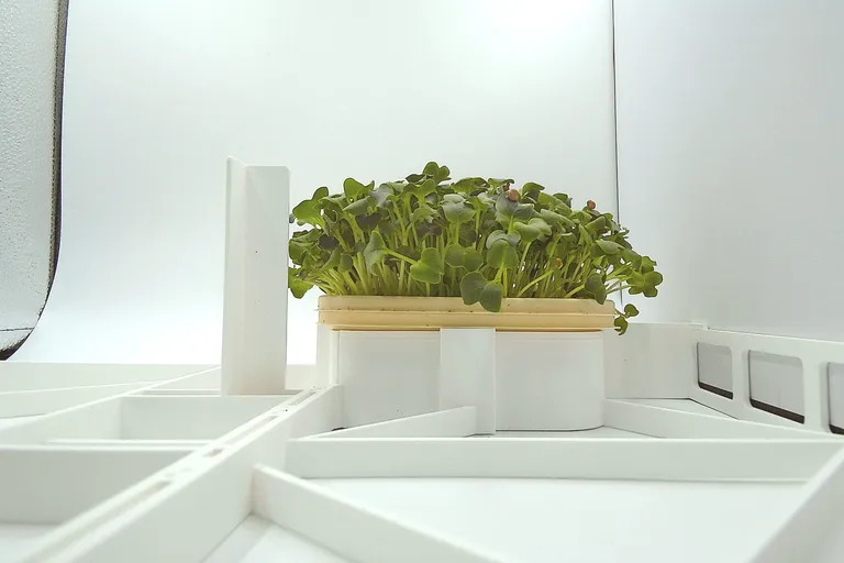 Daikon Radish at the rapid growth stage, from the side