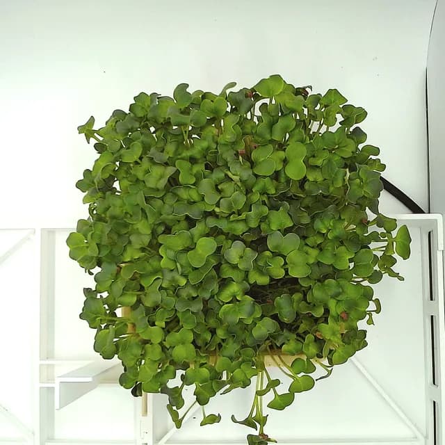 Daikon Radish at the rapid growth stage, from above