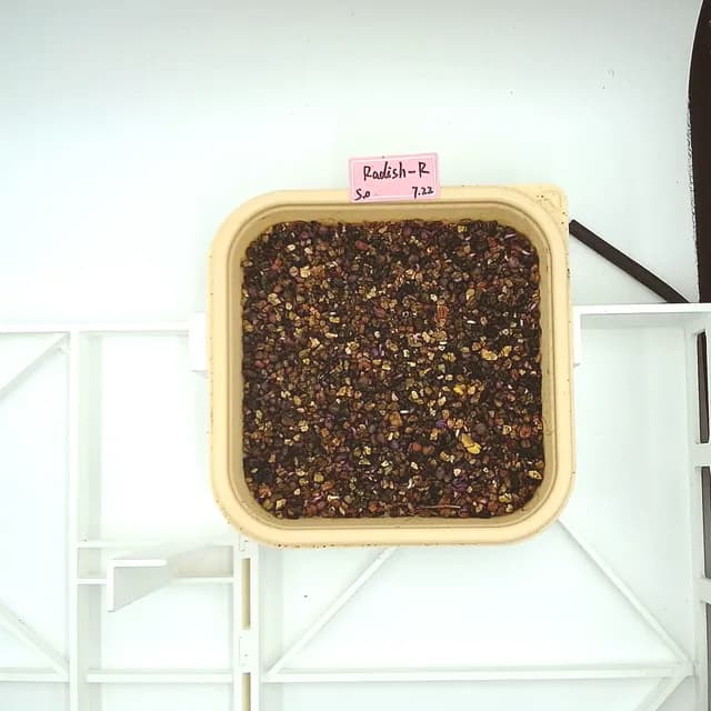 Purple Radish at the emergence stage, from above
