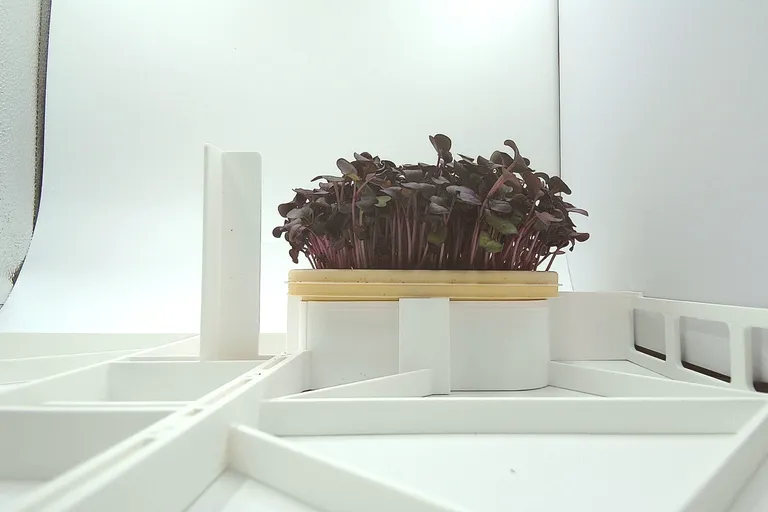 Purple Radish at the ready to harvest stage, from the side