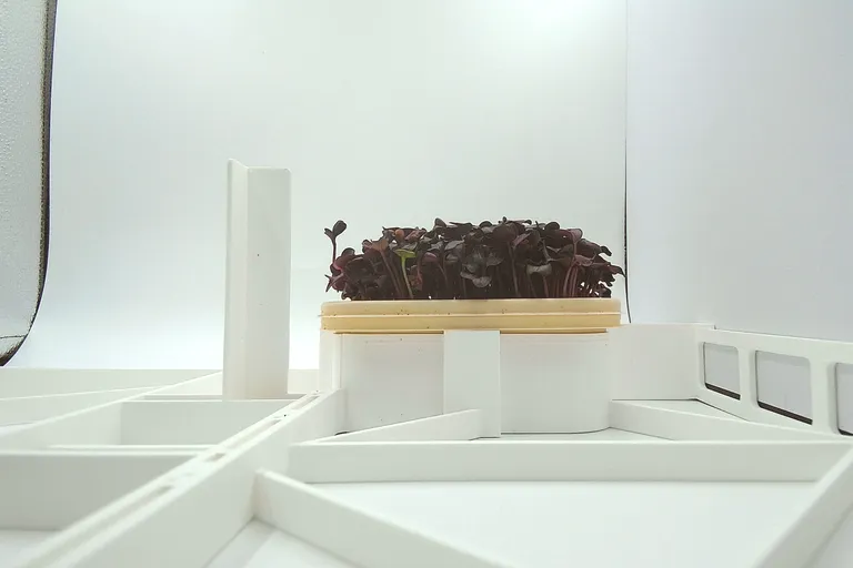 Purple Radish at the leaf expansion stage, from the side
