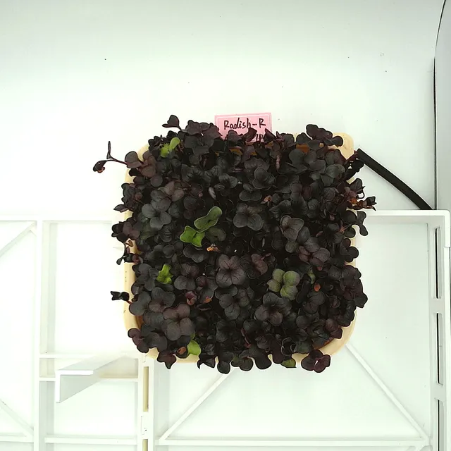 Purple Radish at the leaf expansion stage, from above
