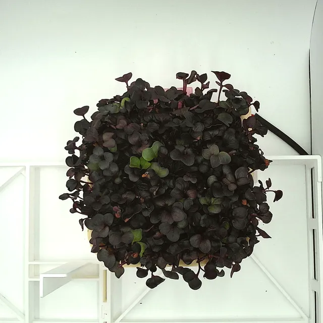 Purple Radish at the rapid growth stage, from above