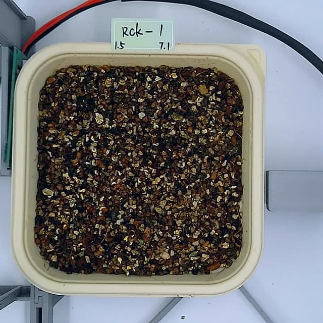 Red Cabbage at the emergence stage, from above