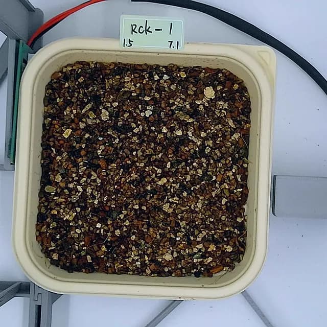 Red Cabbage at the germination stage, from above