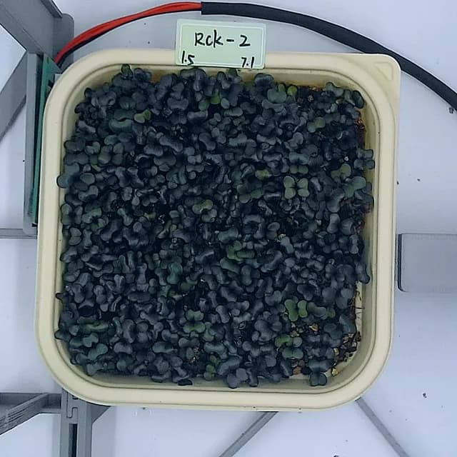 Red Cabbage at the leaf expansion stage, from above