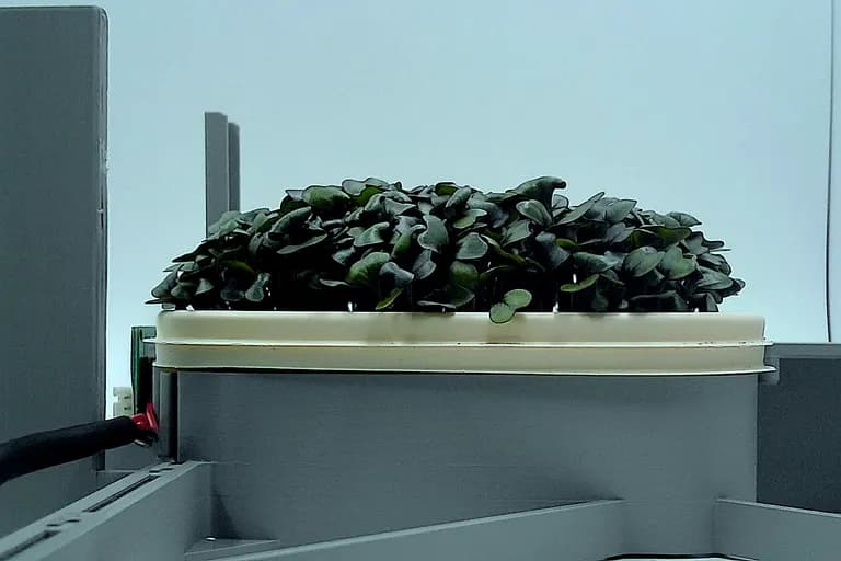 Red Cabbage at the rapid growth stage, from the side