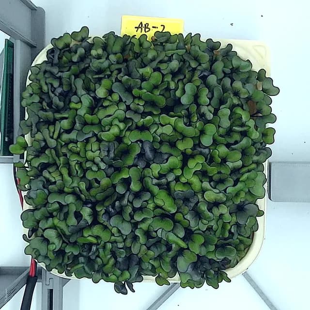 Red Cabbage at the rapid growth stage, from above