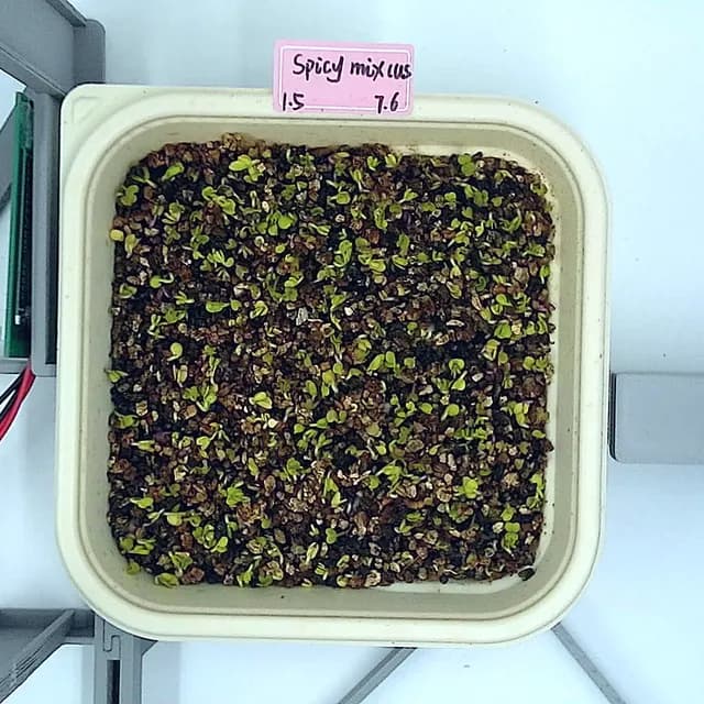Spicy Mix at the emergence stage, from above
