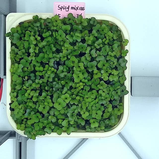 Spicy Mix at the leaf expansion stage, from above