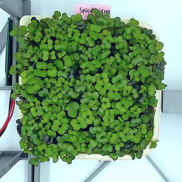Spicy Mix at the rapid growth stage, from above