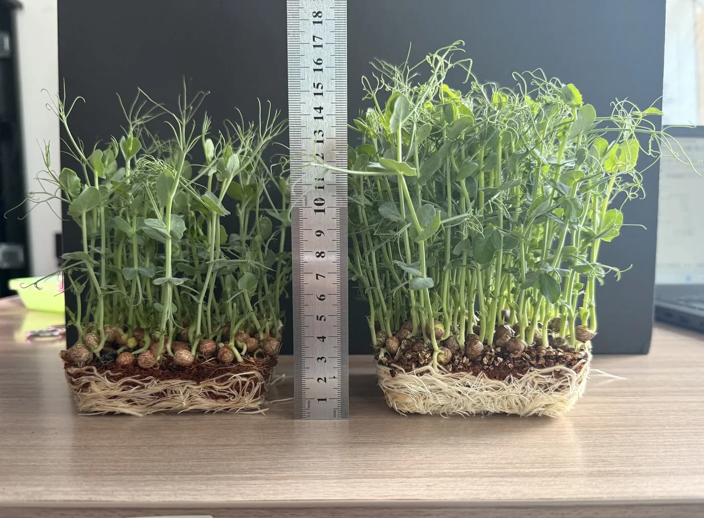Two pea microgreen trays side by side against a steel rule — same seed, different growing recipe, visibly different height