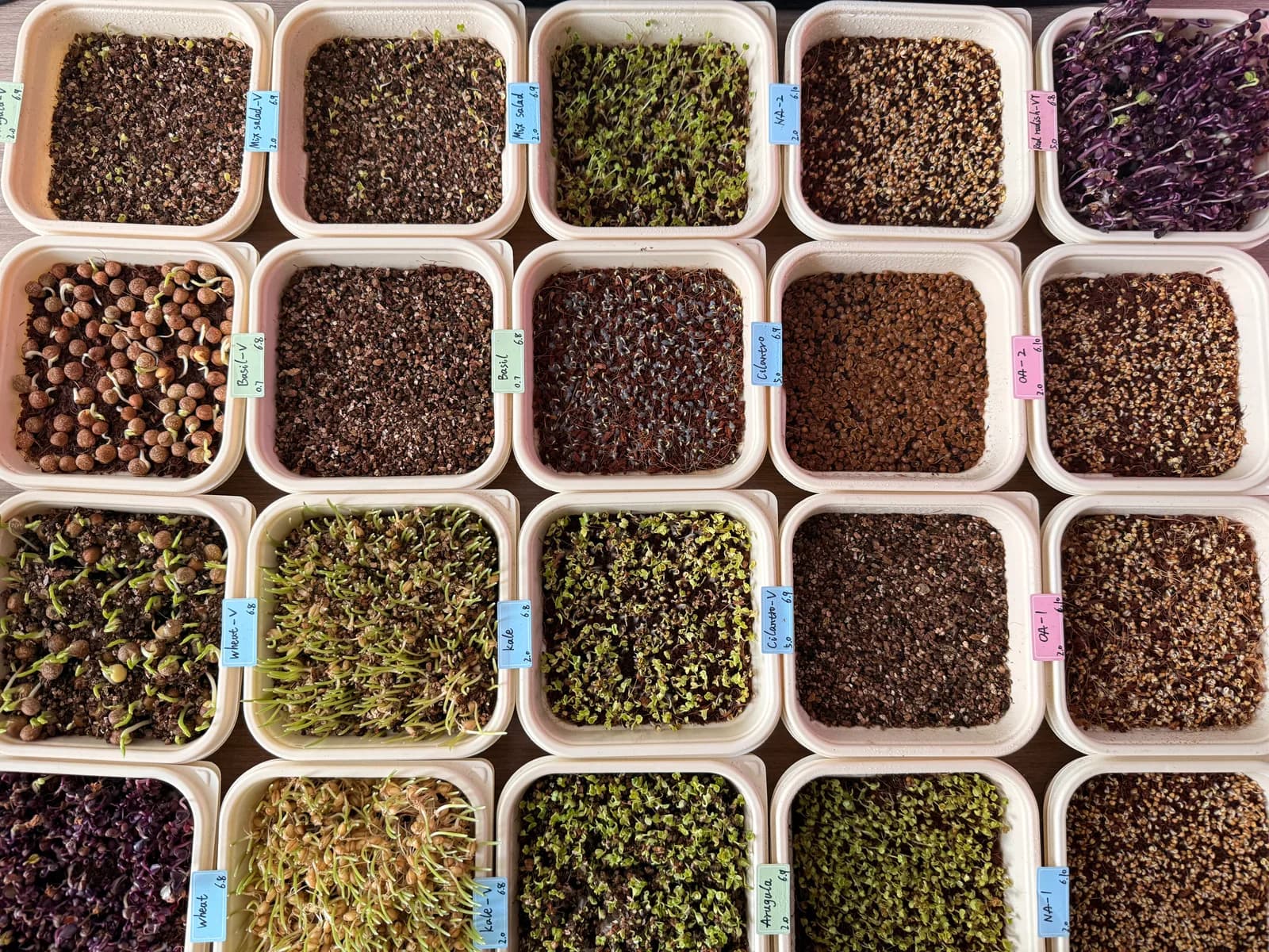 Twenty labelled microgreen trays photographed from above, each a different variety or treatment