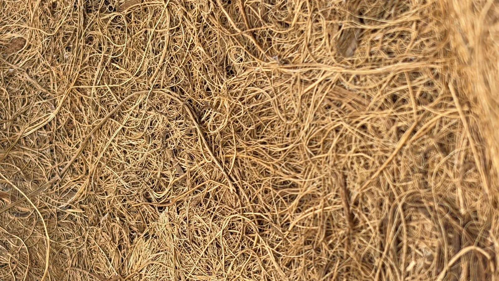 Coconut coir, the growing medium, at macro range