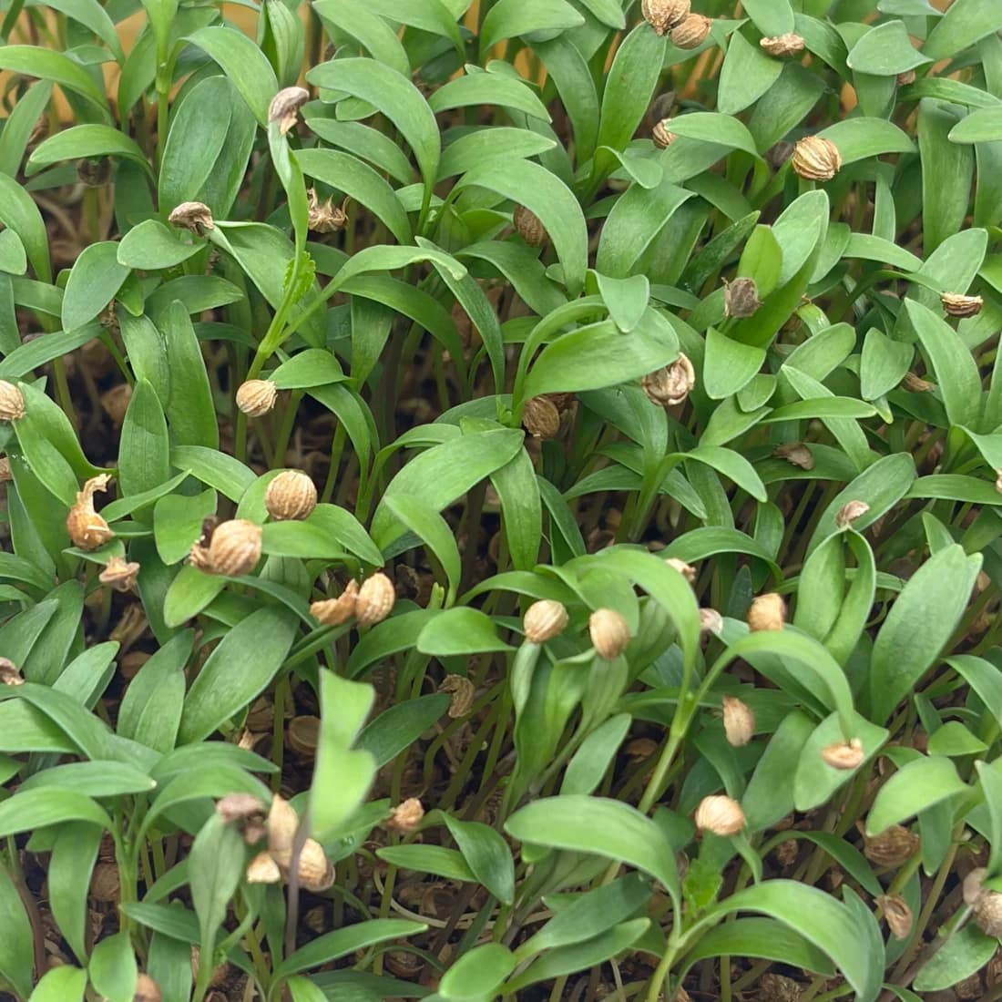 Young microgreens close up, seed hulls still attached