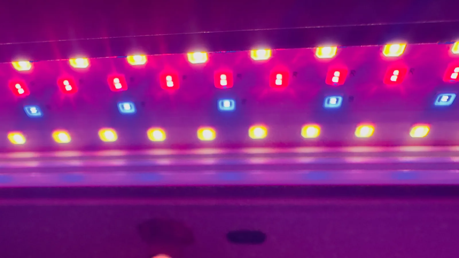 Microgreens under LED light, dark background