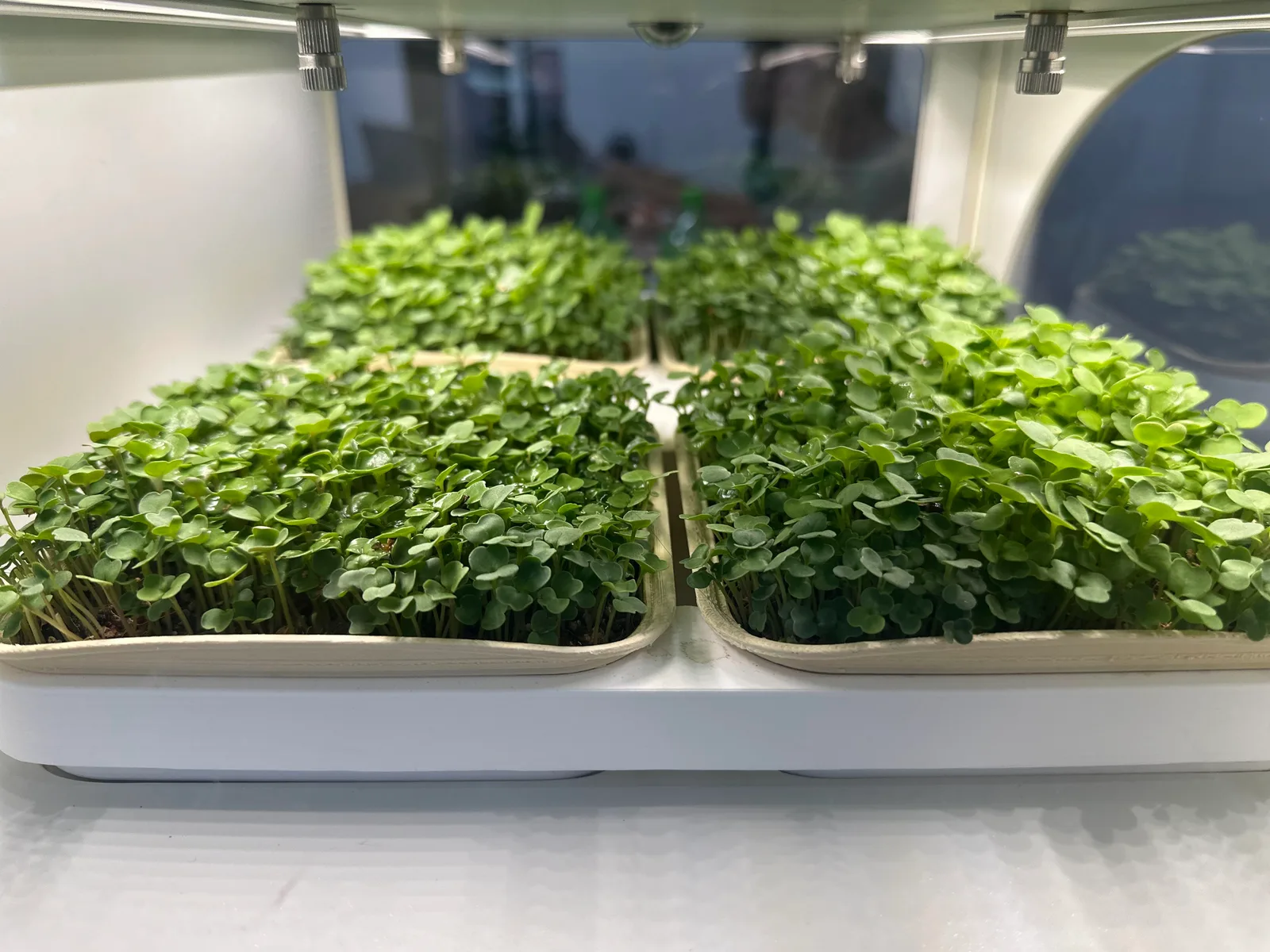 Freshly cut microgreens