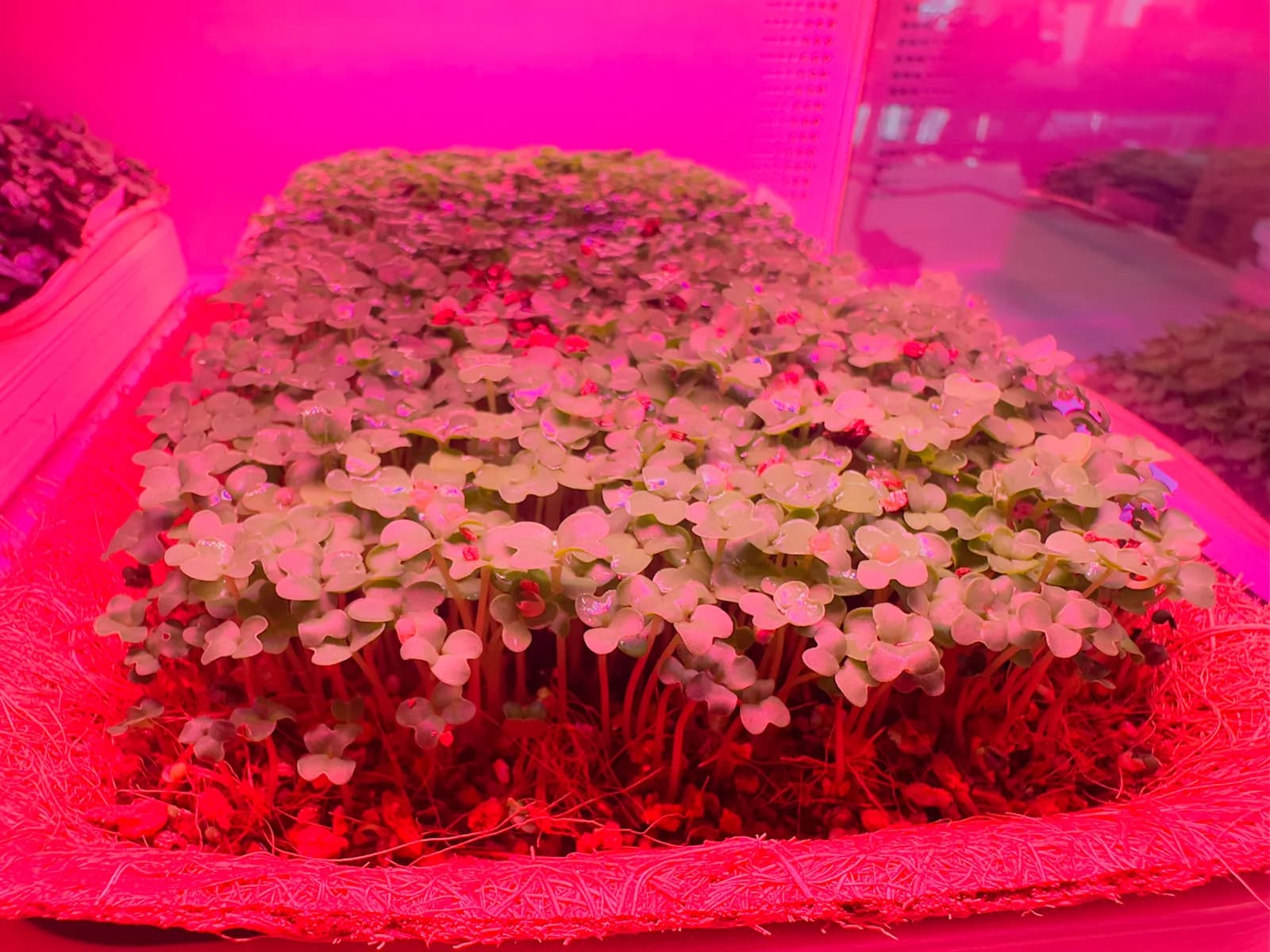 Detail: a tray under the grow light
