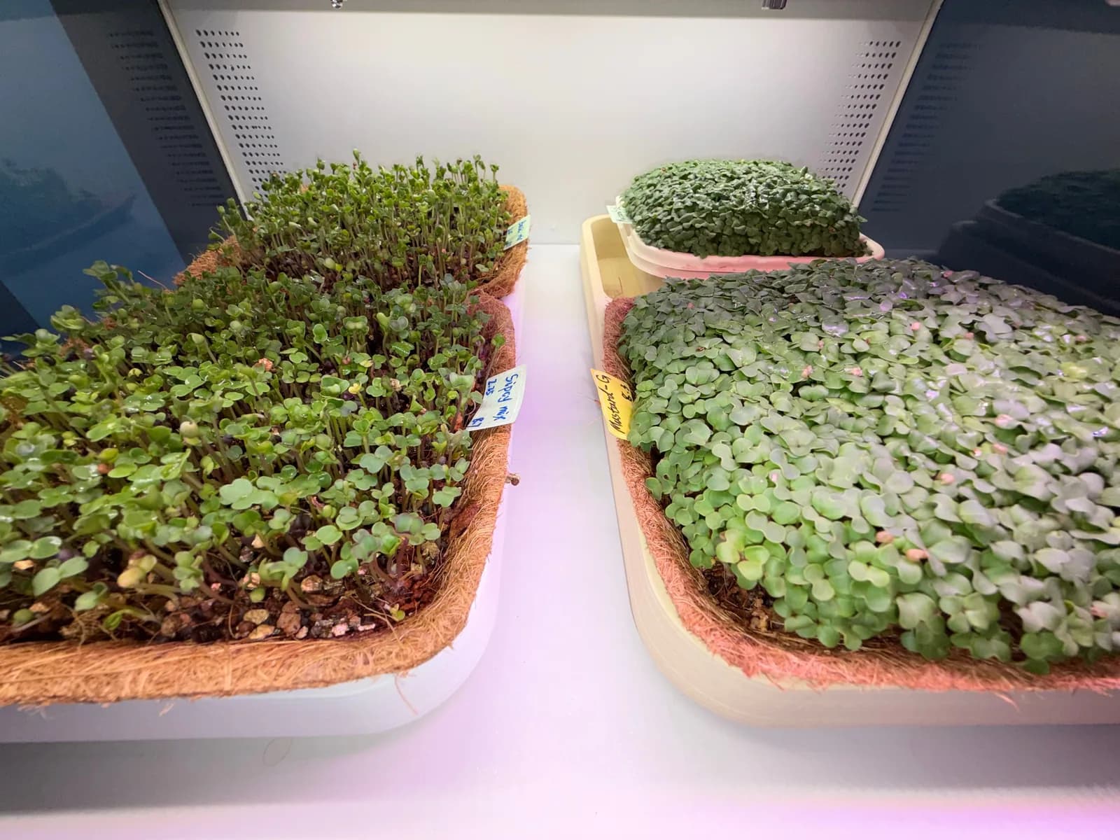 Two trays growing under the light bar