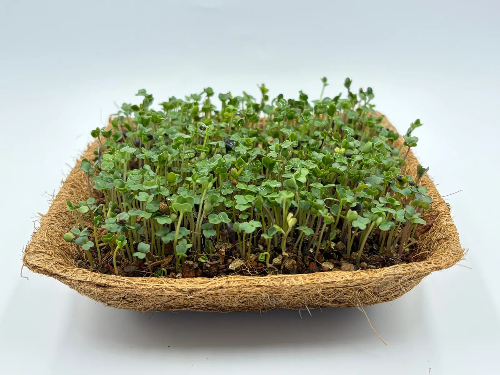 A tray at cutting height, seen from the side