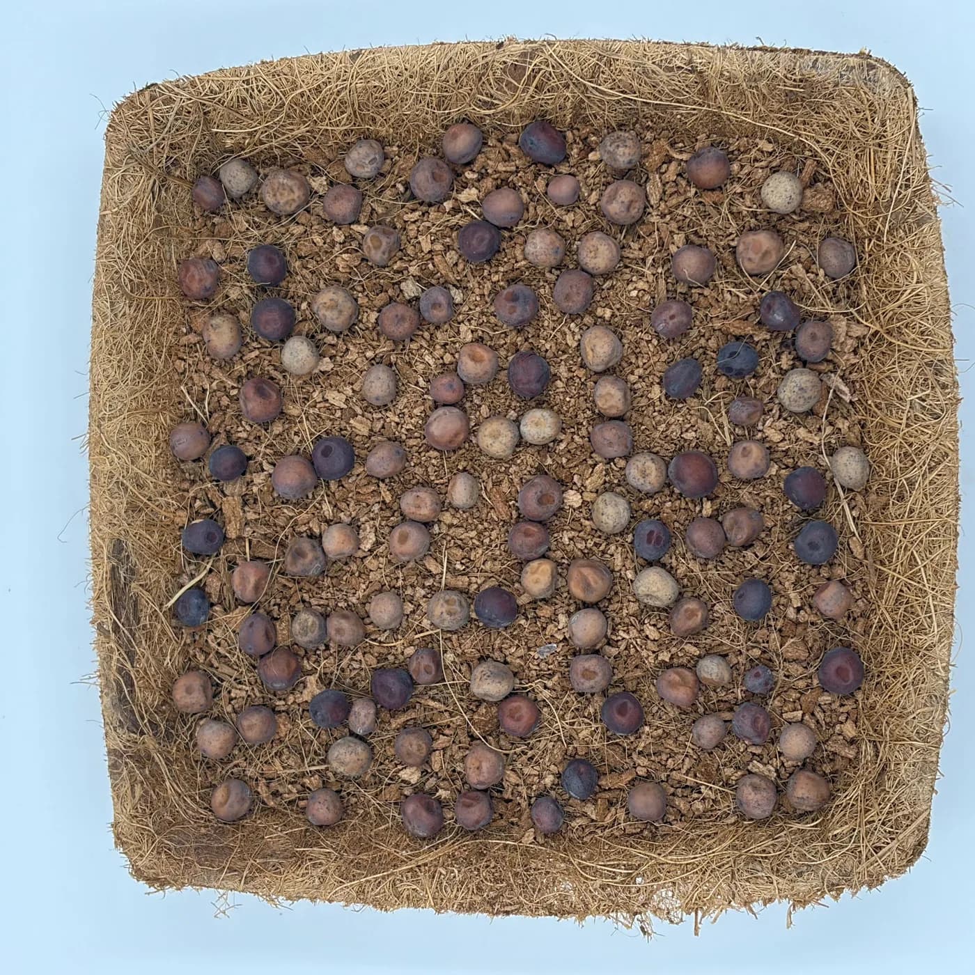 A LUYA tray sown with pea seed