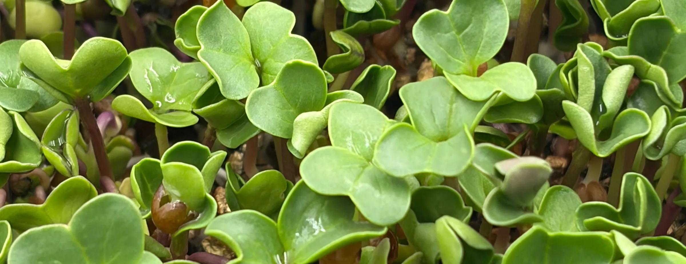 Young microgreens close up, the seed hulls still attached to the cotyledons