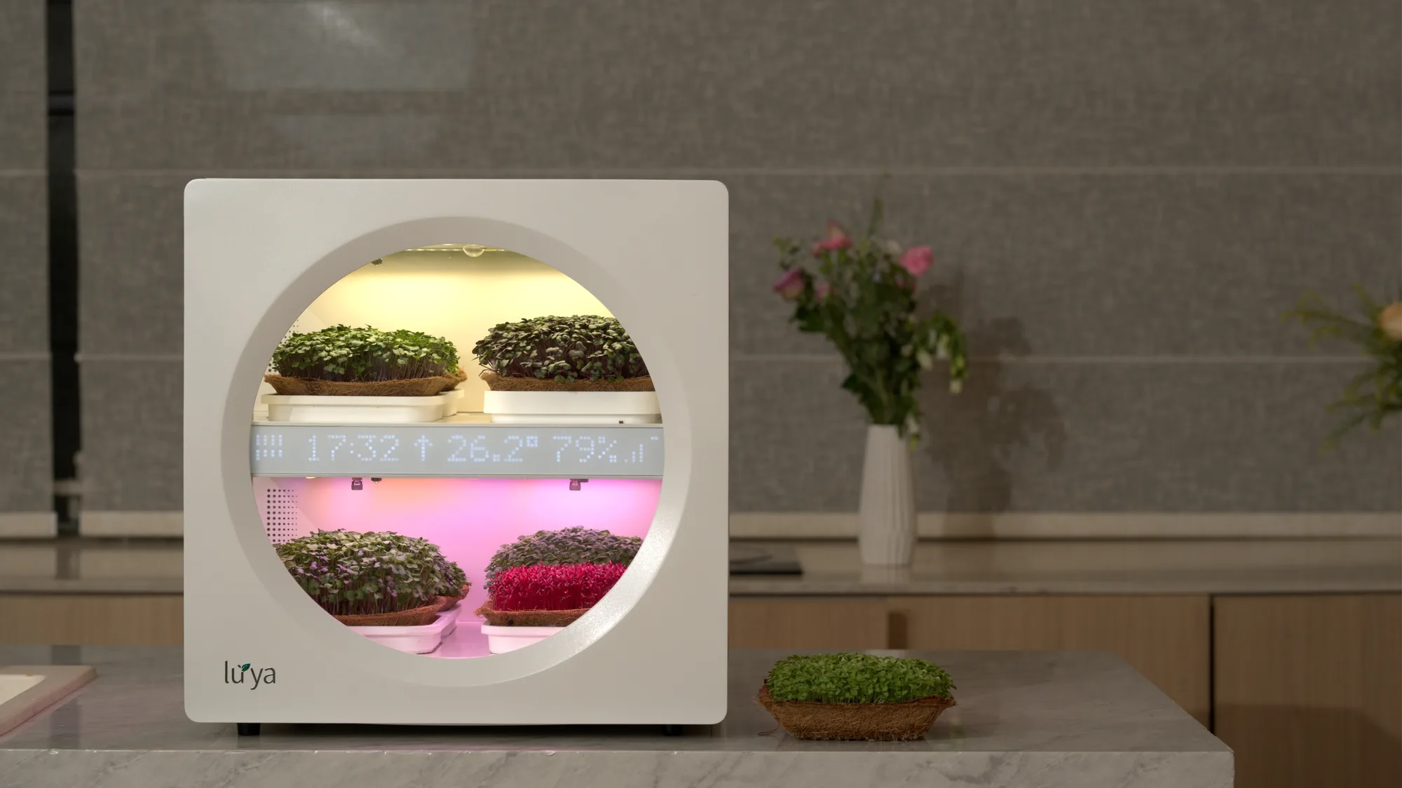 Luya X-1 on a kitchen counter, both shelves lit, a cut tray of microgreens beside it