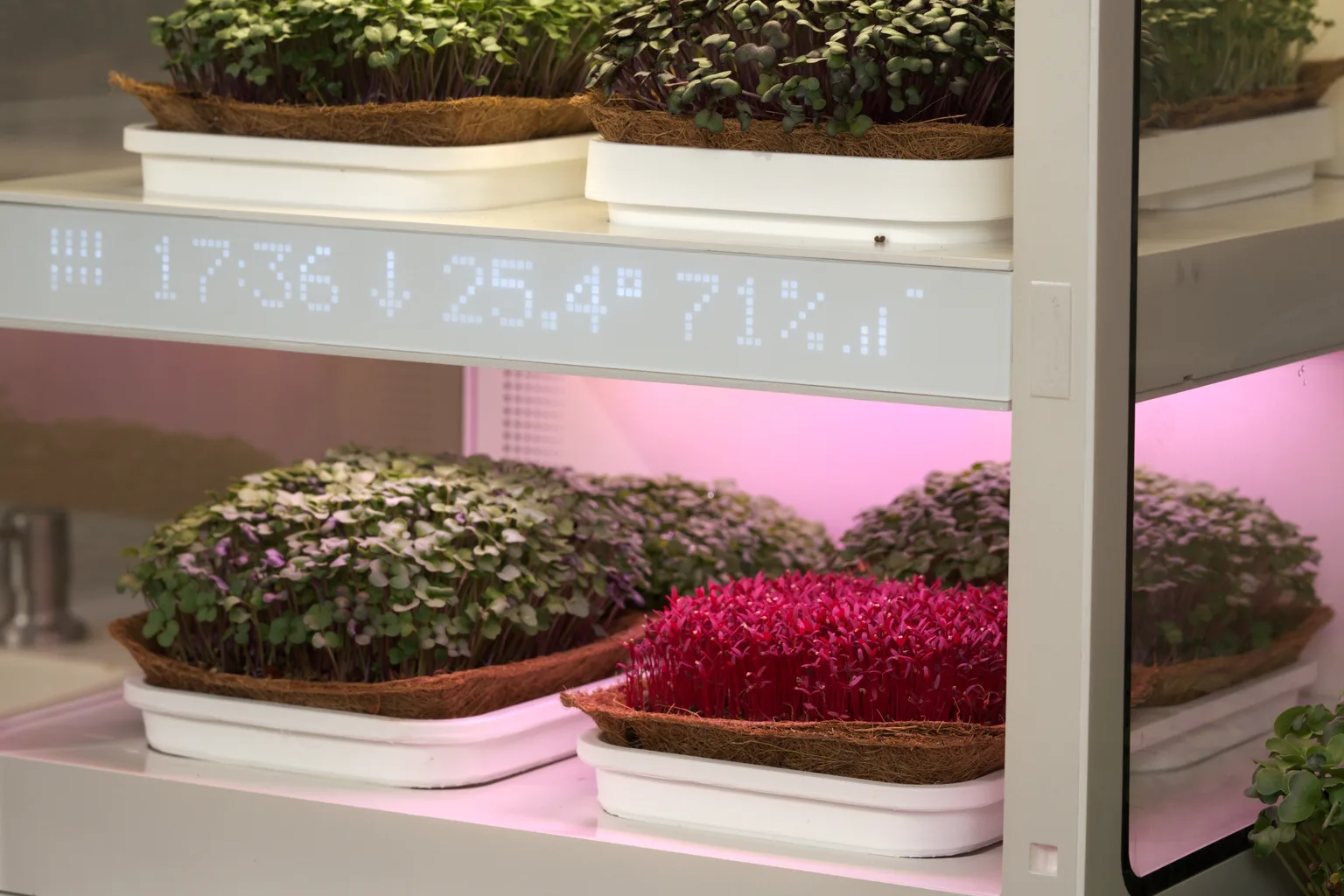 How AI Runs a Growing Chamber: A Plain-English Intro