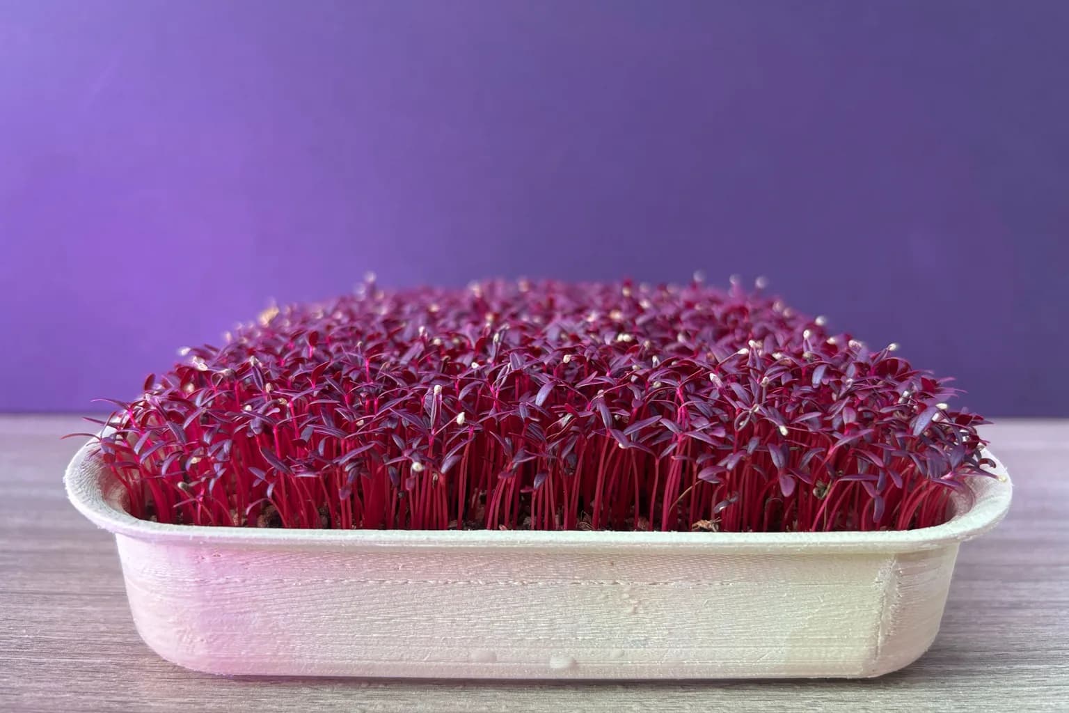 Amaranth Microgreens Nutrition: 80 Carrots of Lutein a Tray