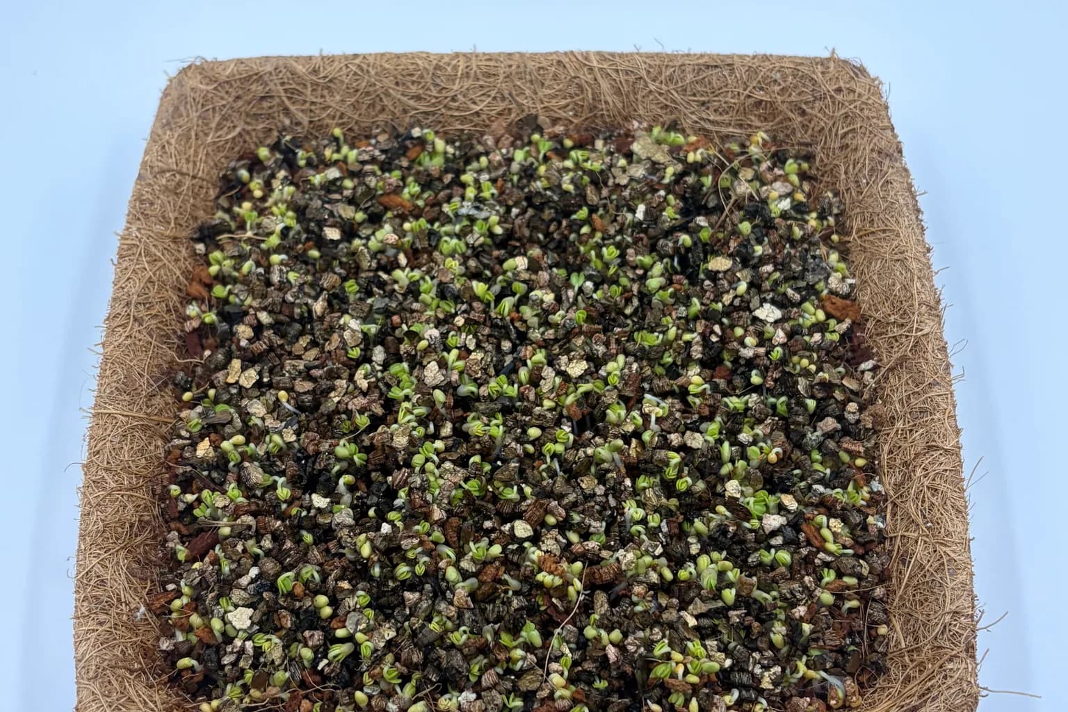 Are Microgreens Safe? What the Recall Record Actually Shows