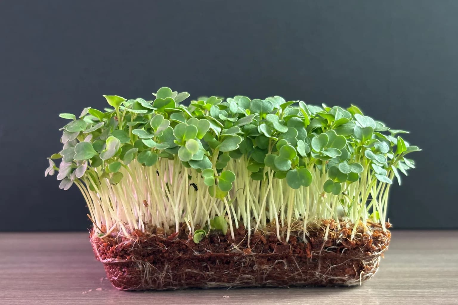 Micro Arugula: Taste, Nutrition and How to Grow It