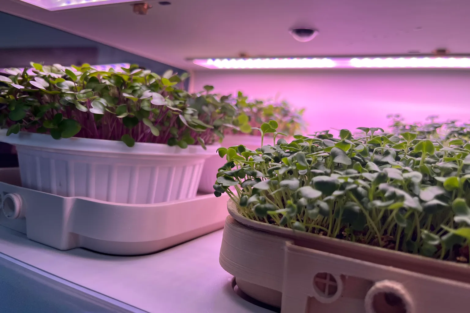Which Microgreens Are Best for Blood Sugar? An Honest Ranking